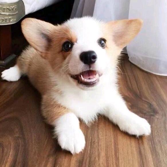 地瓜（三角洲跑刀）