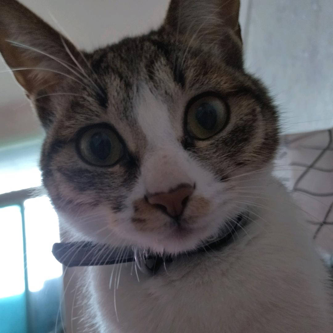 明晚打老虎