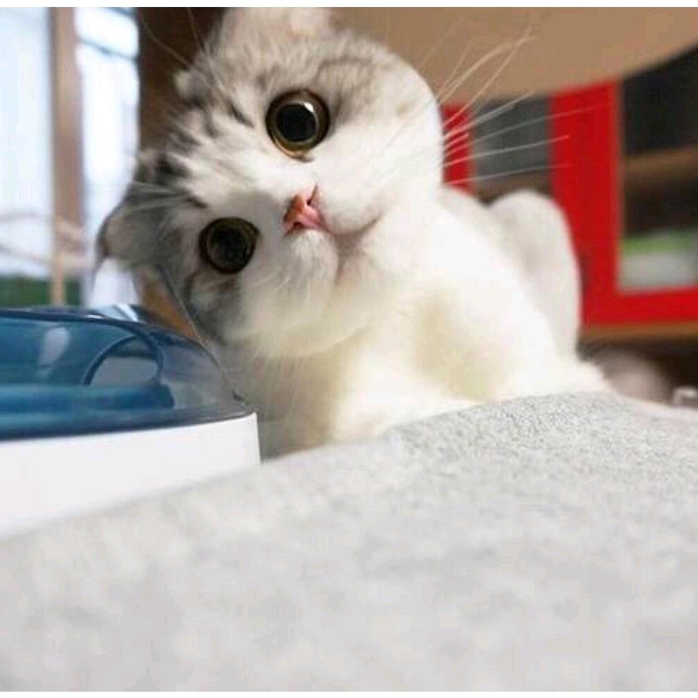 怡