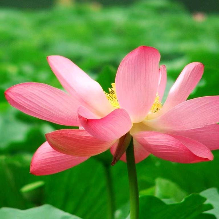 心理咨询与督导戴