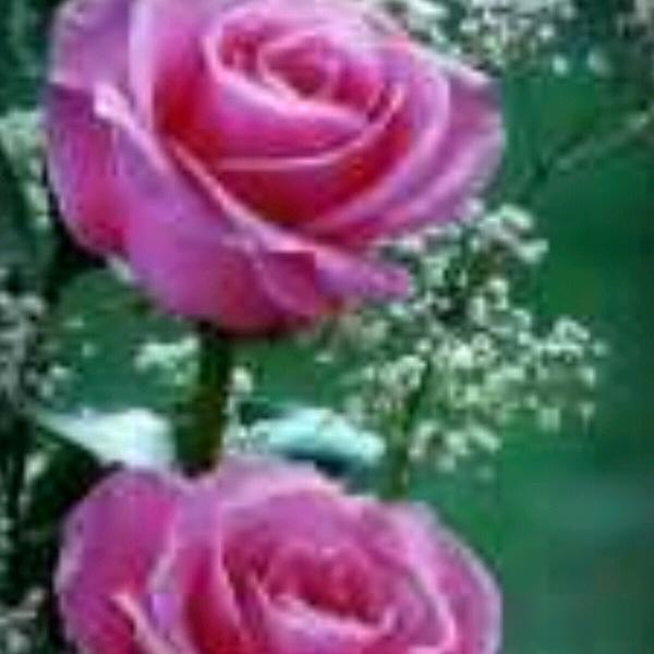 🌹梦中🌹🌹相见👫