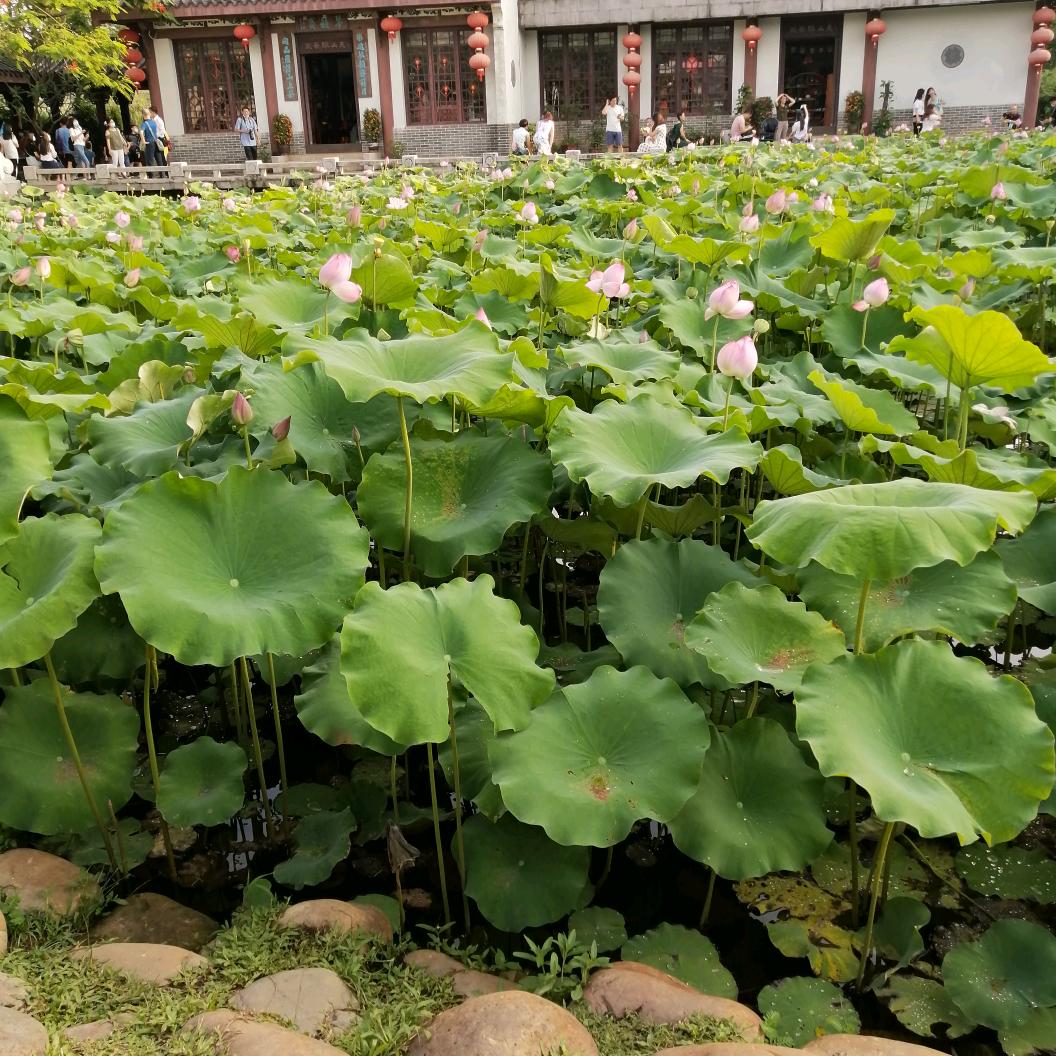 你好四月