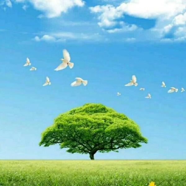 tree树宇直