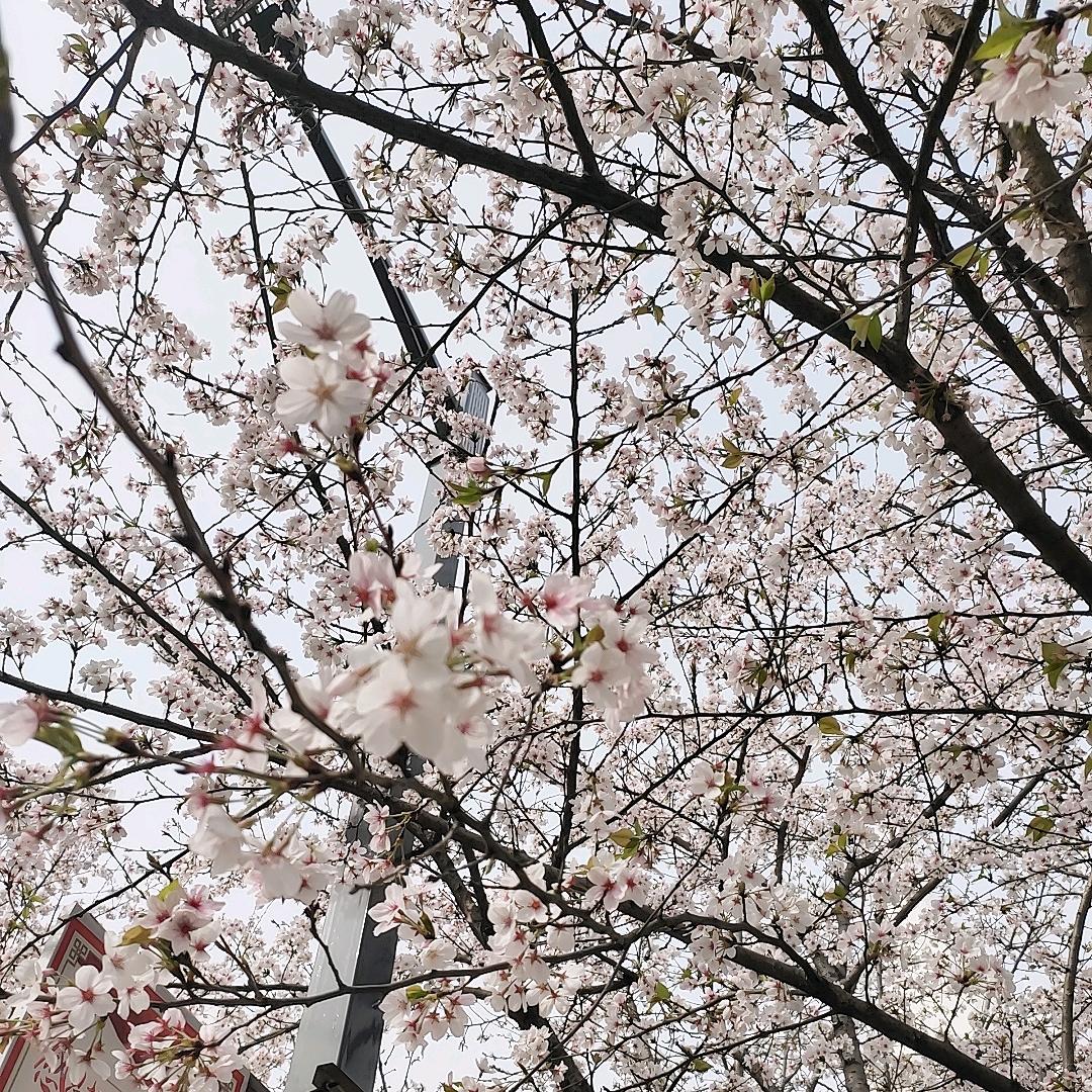 ꫛ᭄夕阳💞西下ꦿ້໌ᮨ࿐