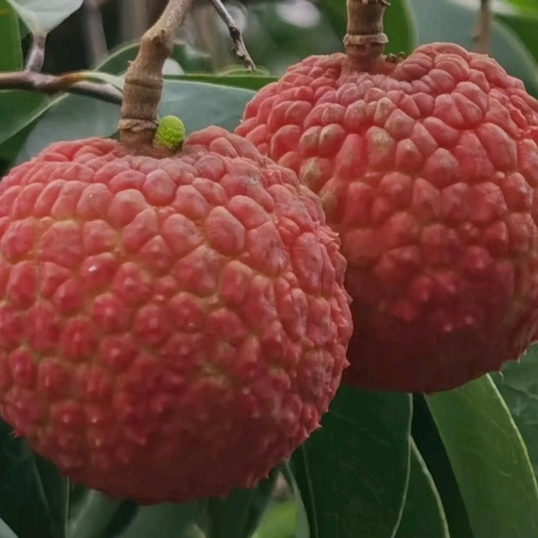 火龙果