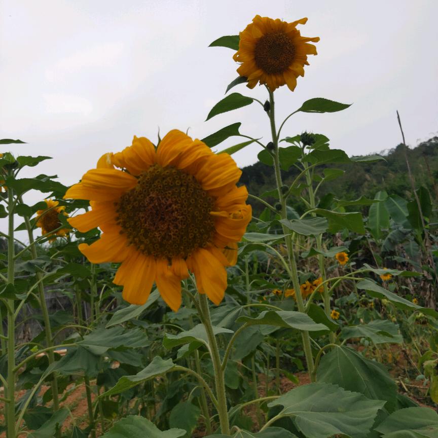 芮雨耹汐