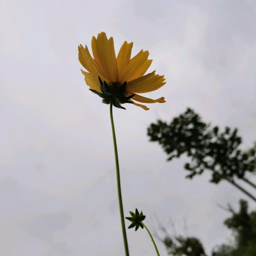 岁月苍槡