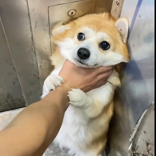 兴仔