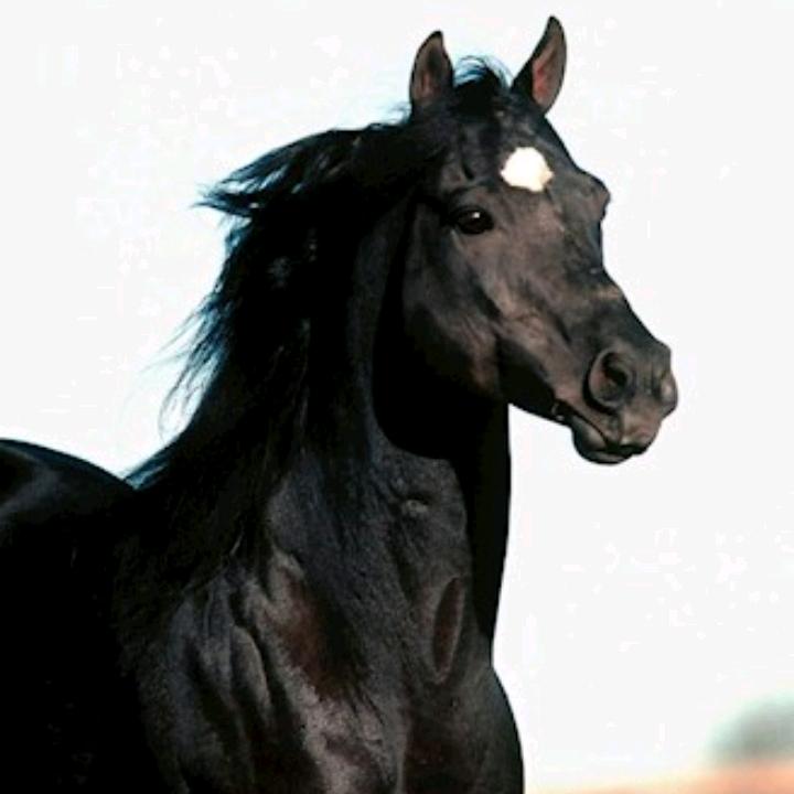 黑马王子🐴