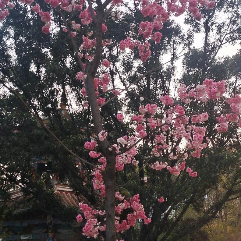 孙红