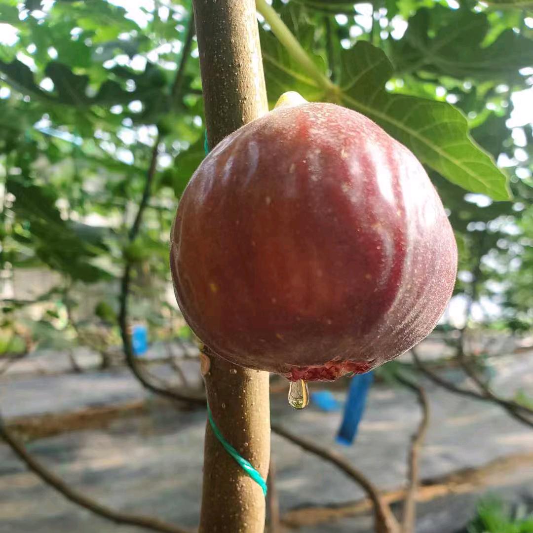 北方暖棚反季节无花果（80后新农人）