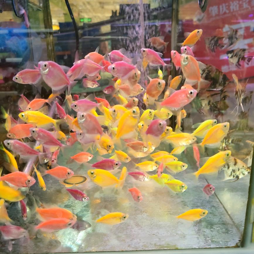 可车人