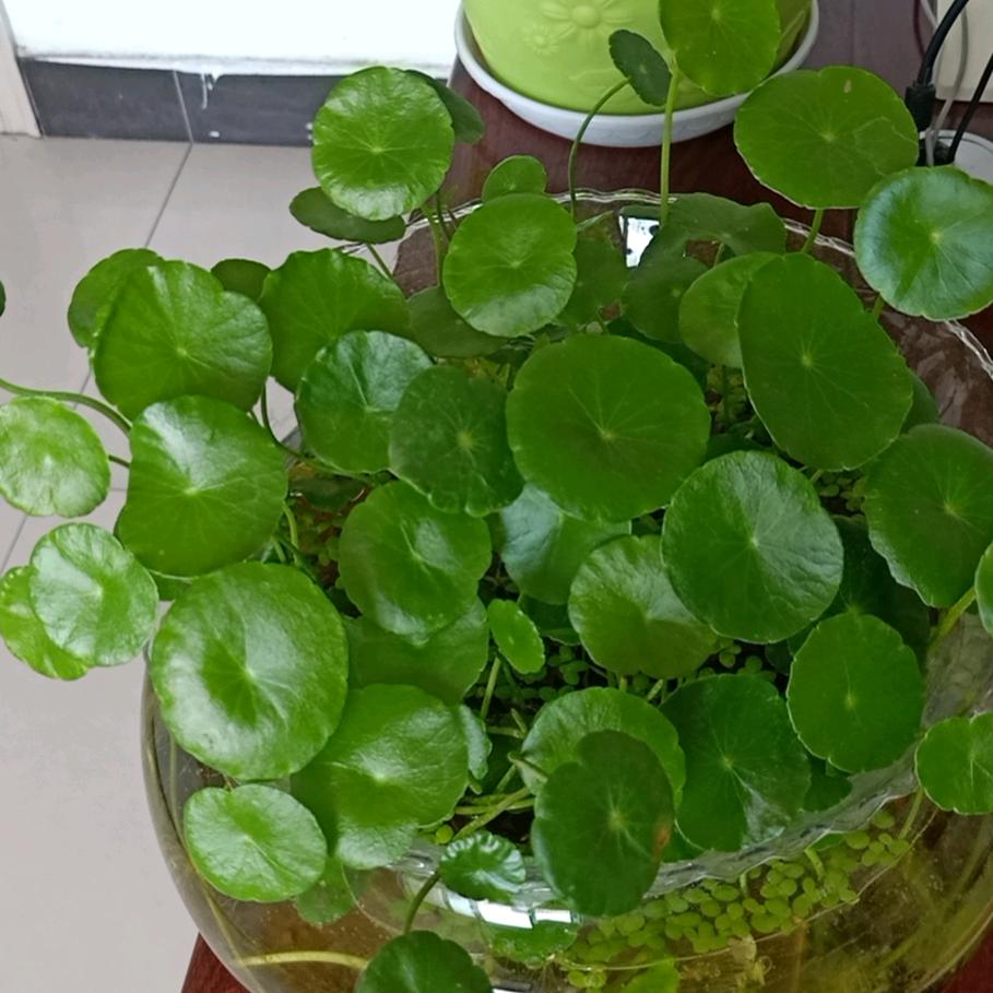 晴雨