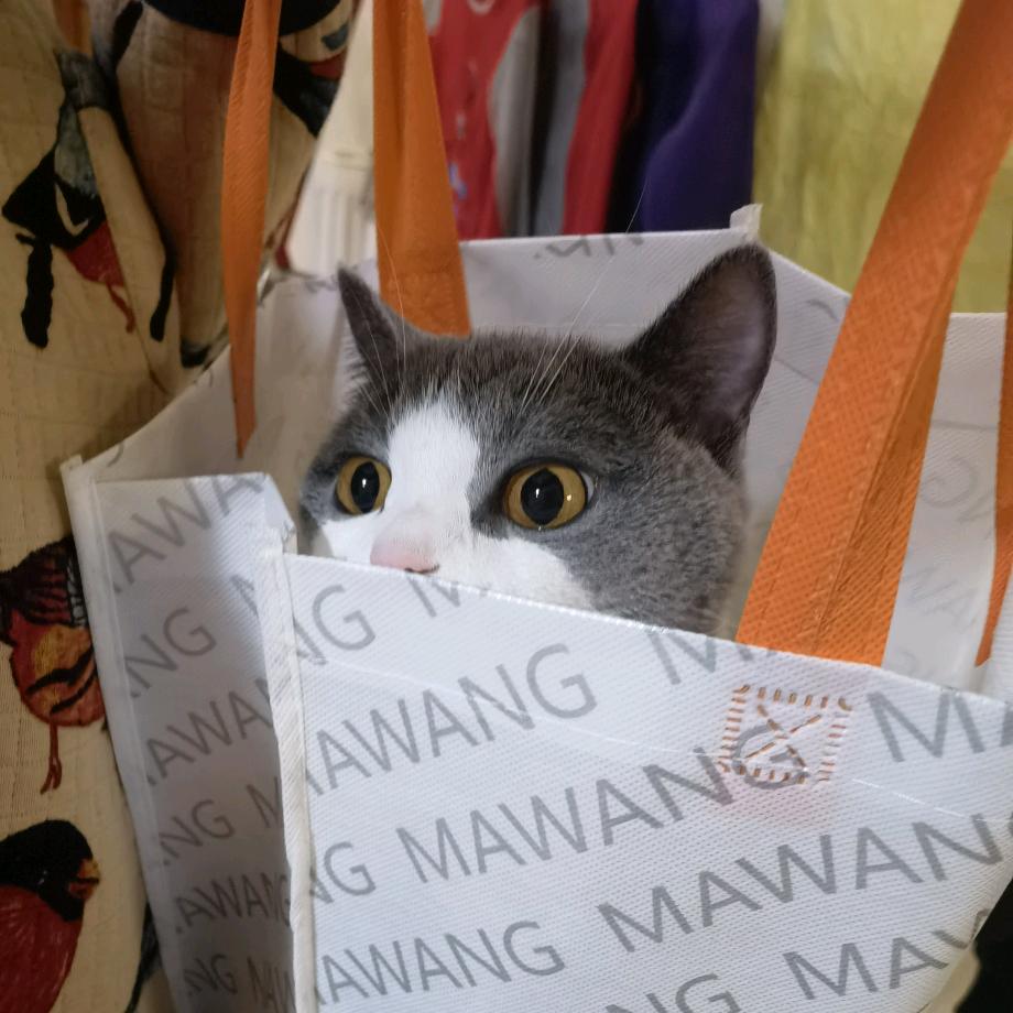 鲫鱼鱼鱼鱼