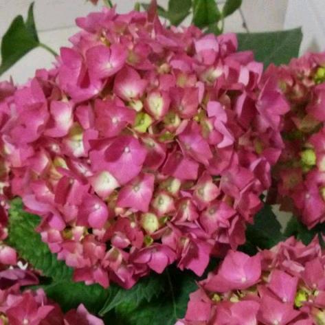 南关兴达超市燕儿