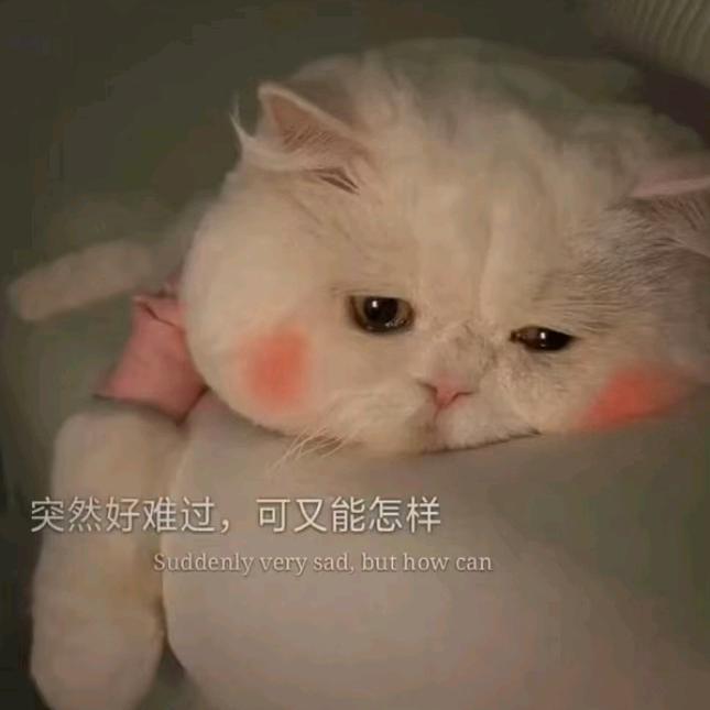 熙宝向前冲(不要连赞)