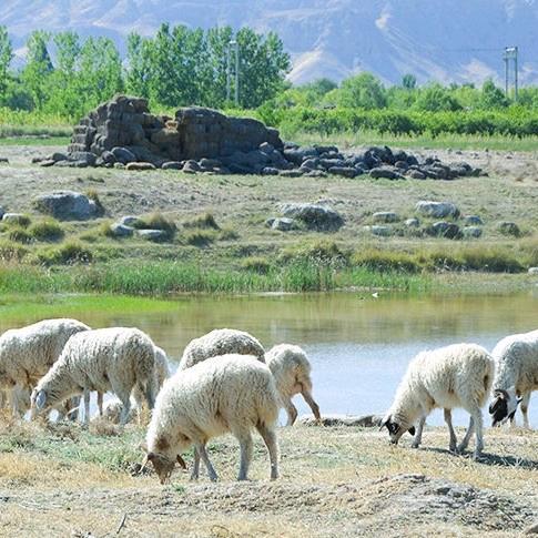 会宁县今日羊价