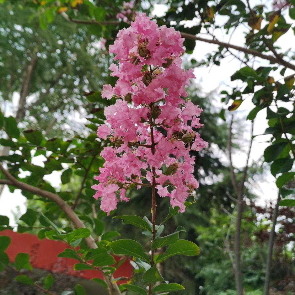 甜花朵