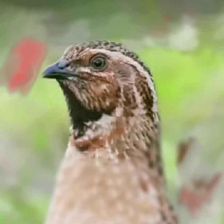 太康县舒宇养殖场（个体工商户）