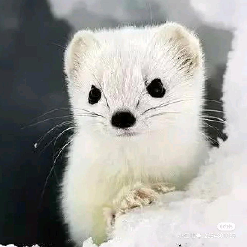 小赖叽