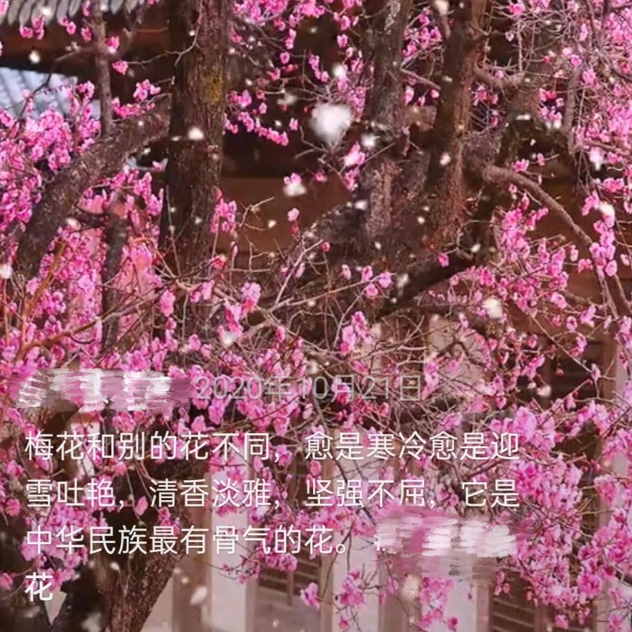 傲雪梅花