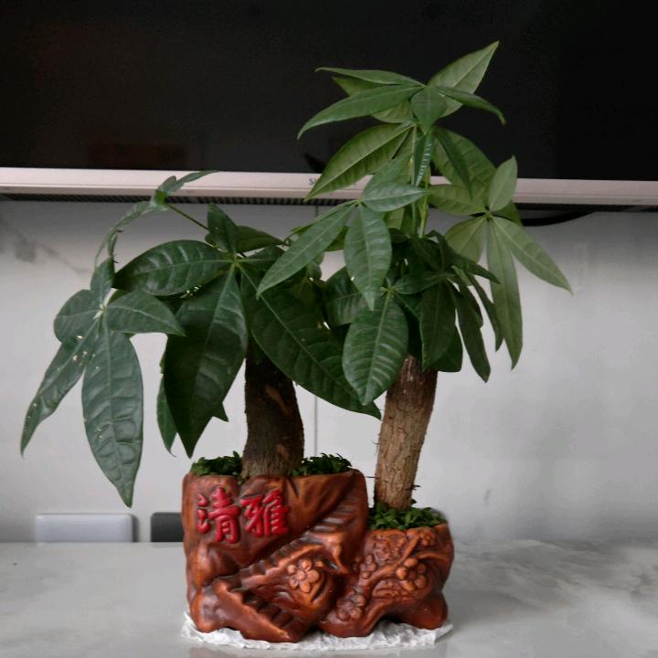 光年    🍀🍀🍀