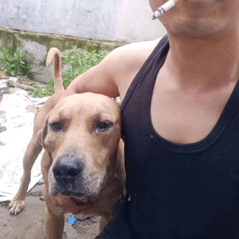 主营大小山蓝斑猎犬，（宠物用品）