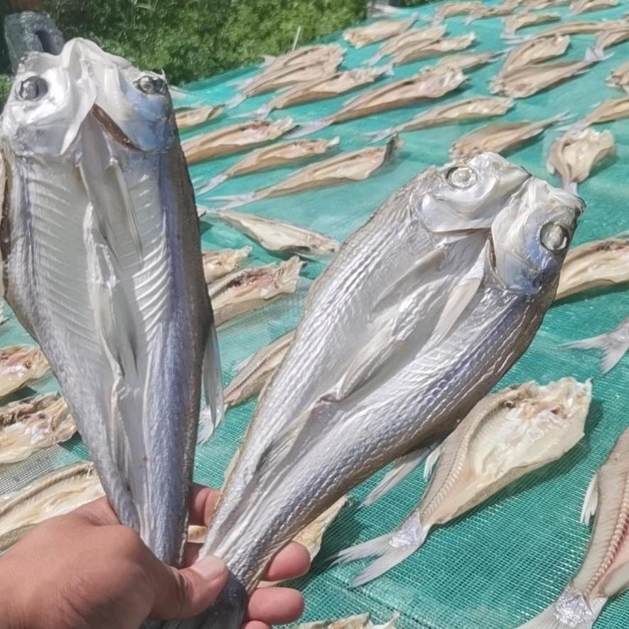 小段刁子鱼