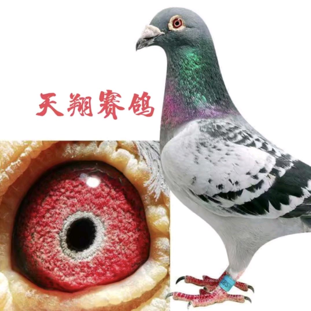天翔鸽业
