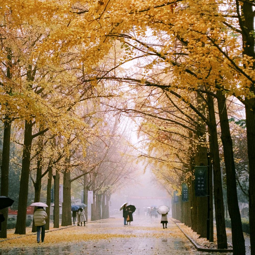 考马斯亮蓝（见过樊振东版）