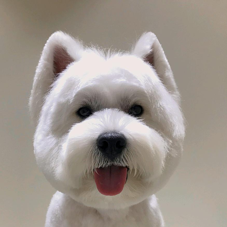 呆萌小毛球！