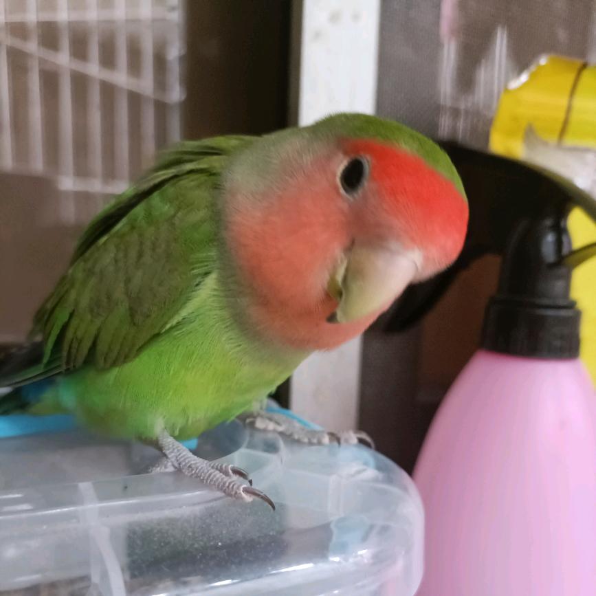 桃脸牡丹鹦鹉