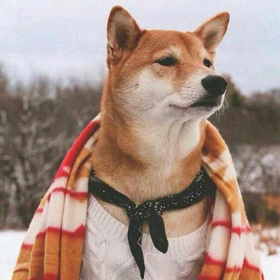 南乔