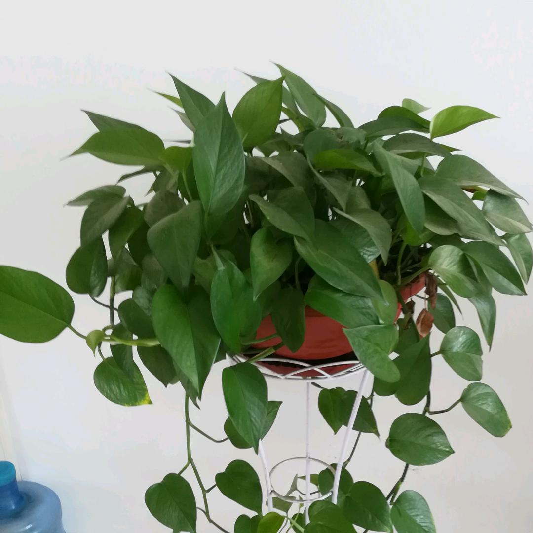玲