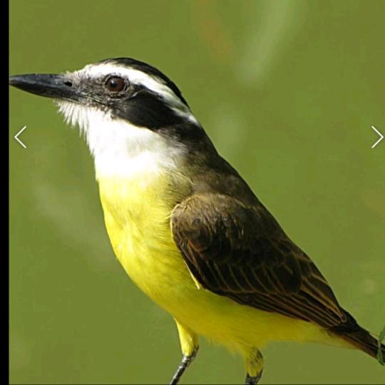 小🐦