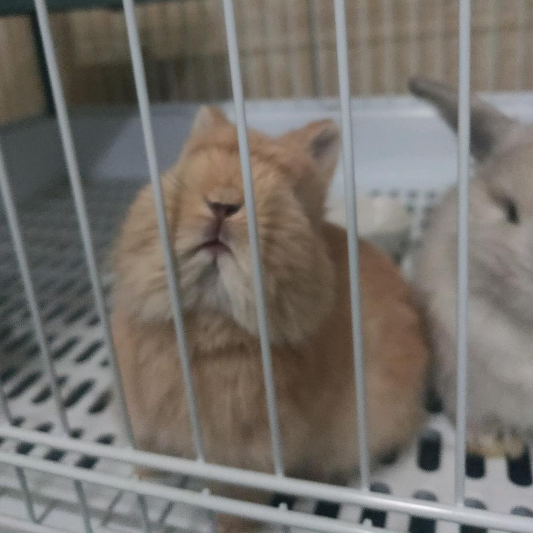 扎过厉害伐