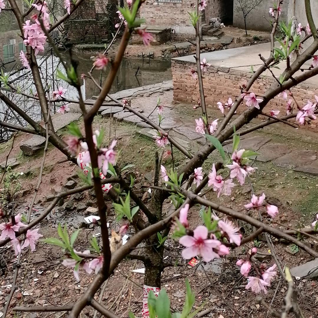 王方富