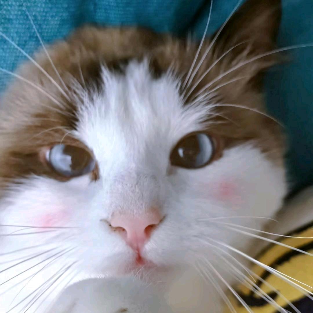 七个老婆韦小宝