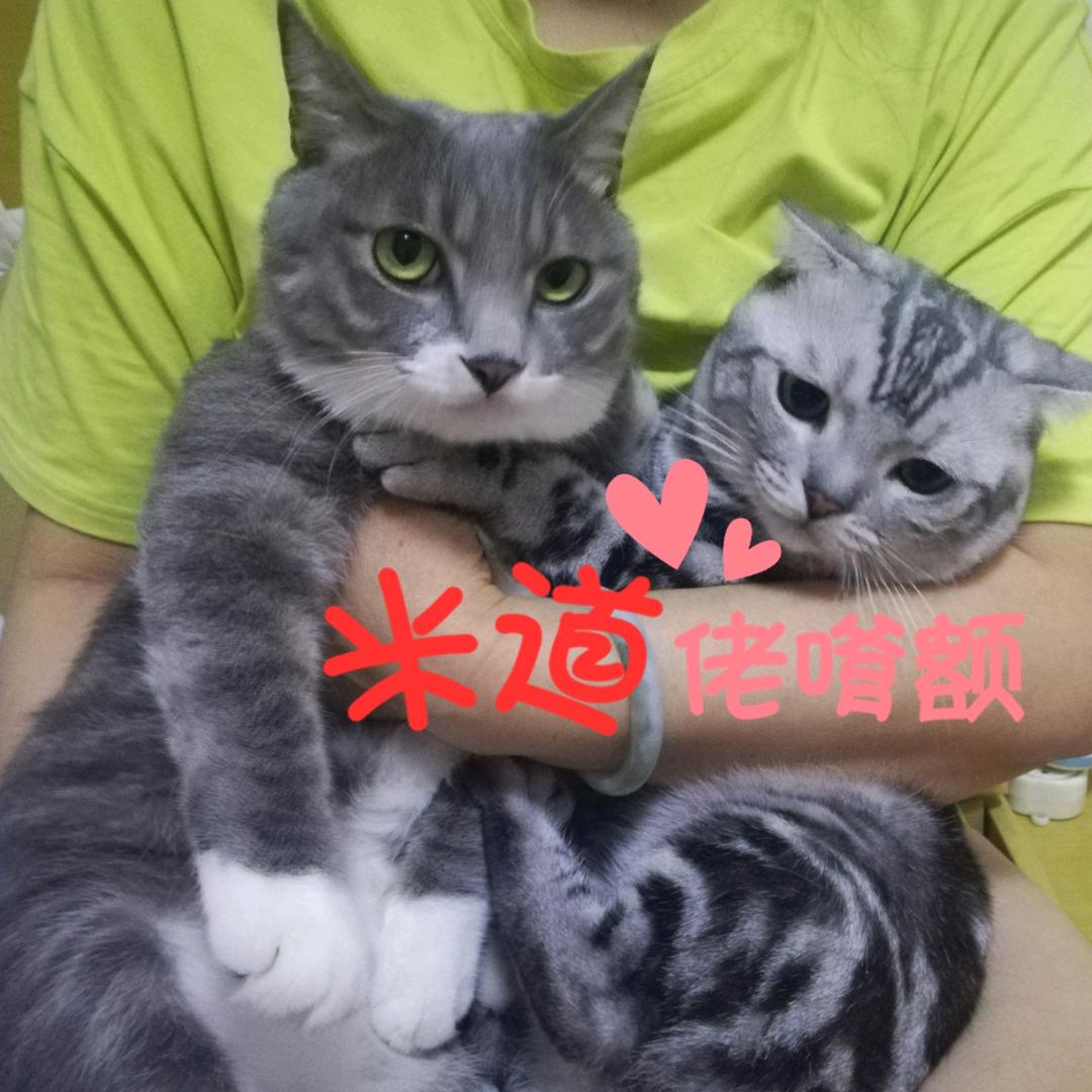 蝴蝶