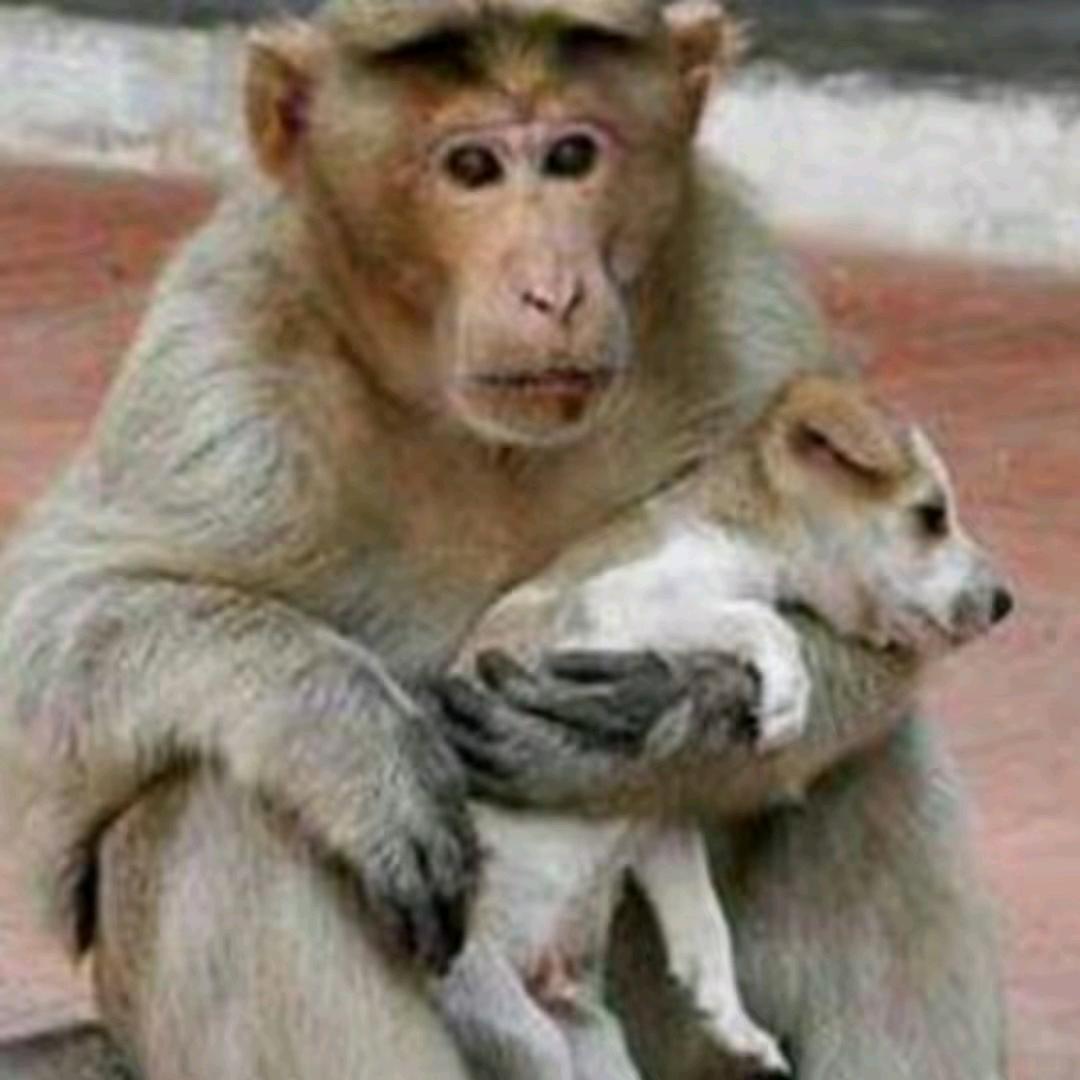 影子🐘(悟空精神)