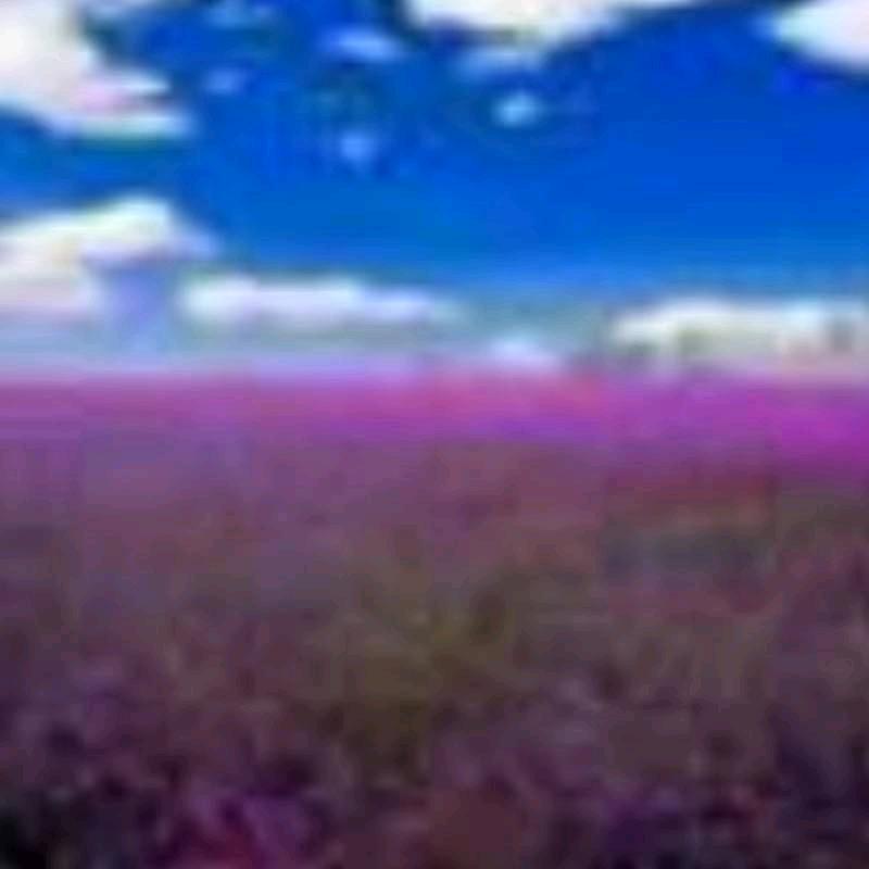 鲲鹏