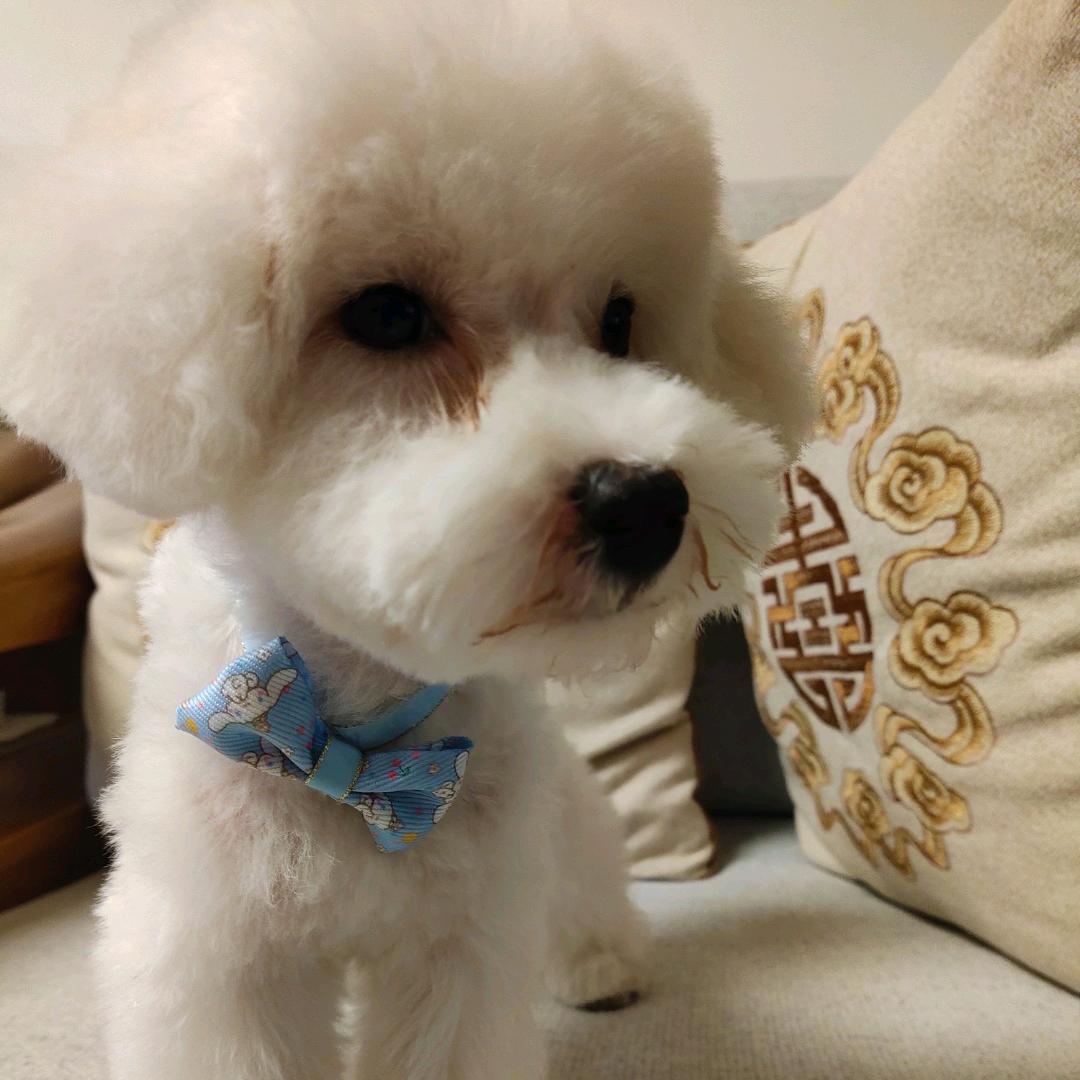 牵着一只蜗牛去散步