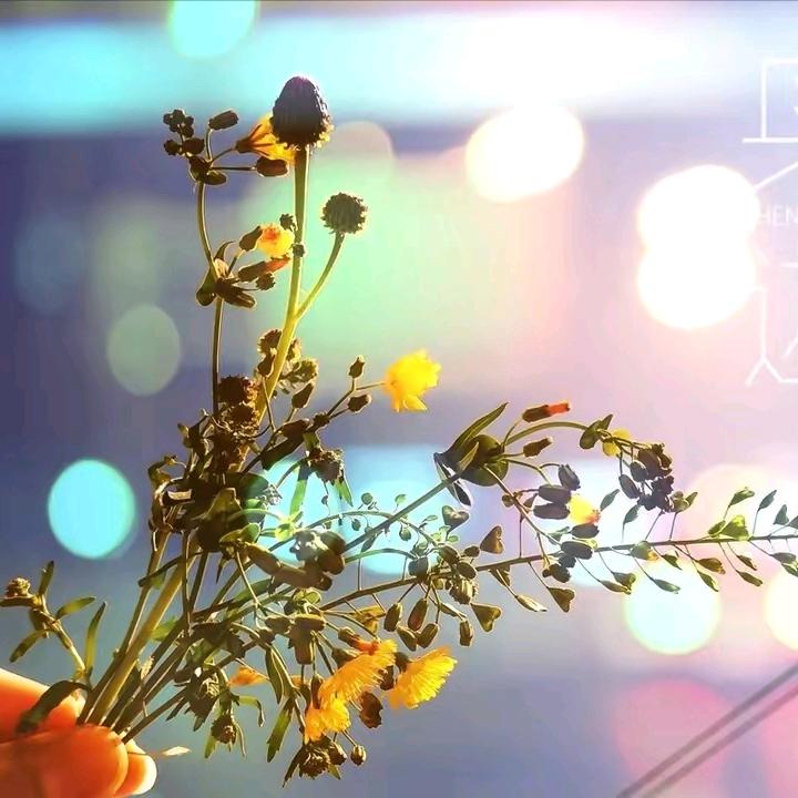 沙漠里的仙人掌