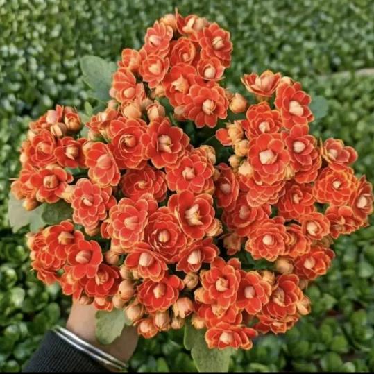 易起来看花