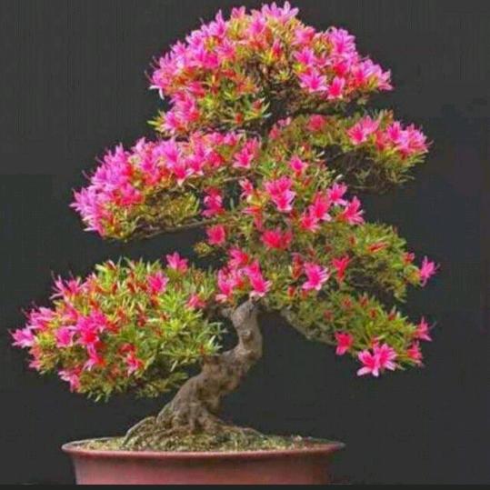 你看莱海过洋漂