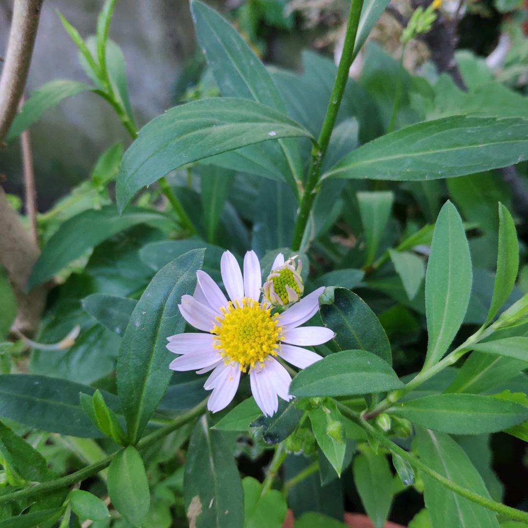 天蓝- ̗̀(๑ᵔ⌔ᵔ๑)