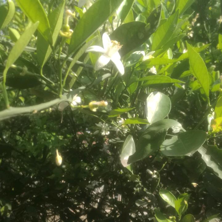 阿  梅