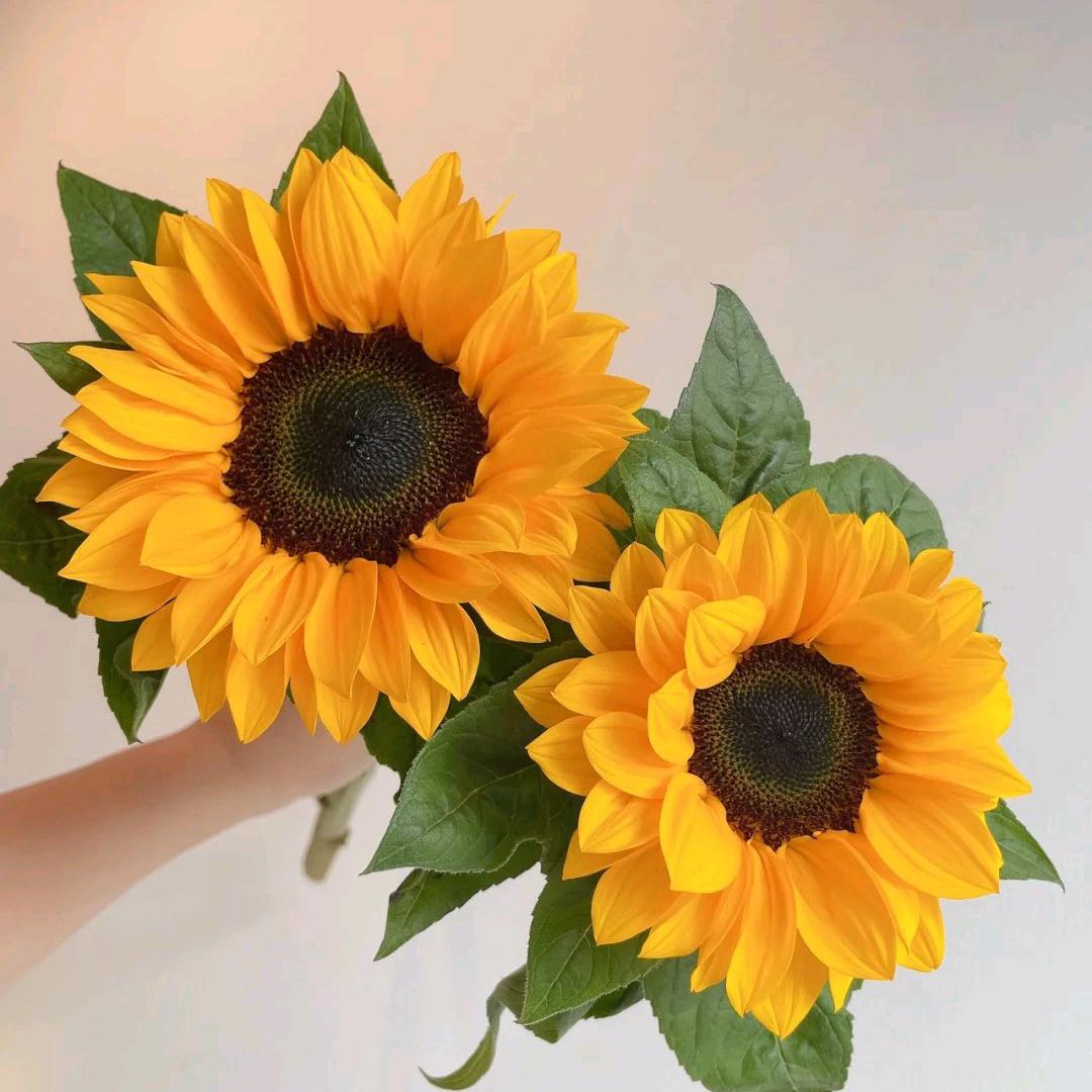 花四季鲜花