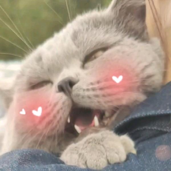 嘟爸的毛孩子萌