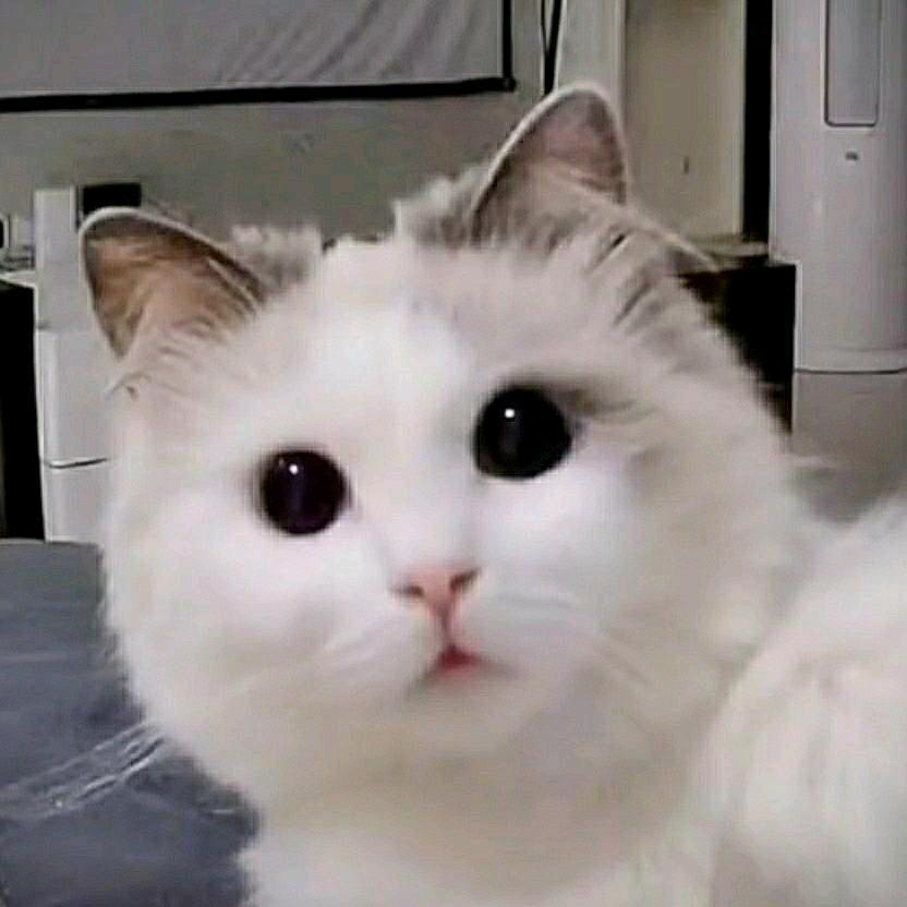 吃亏ԅ(¯ㅂ¯ԅ)哟